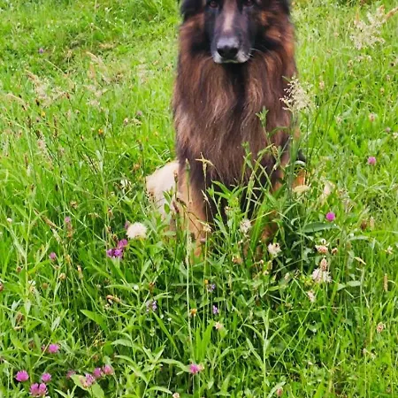 Pasiega La Reina Del Paraiso San Roque de Ríomiera