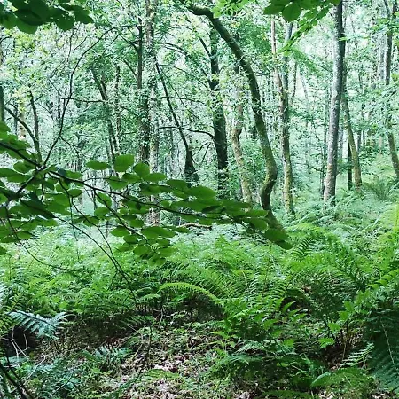 Pasiega La Reina Del Paraiso * San Roque de Ríomiera