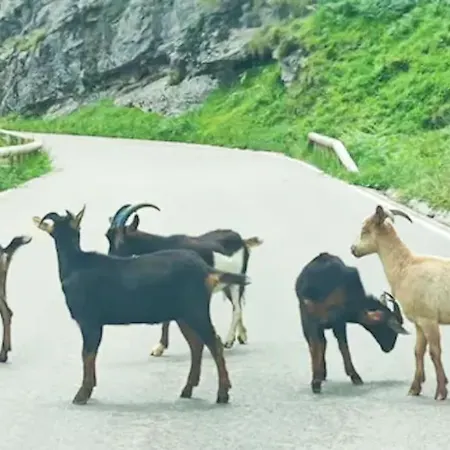 Pasiega La Reina Del Paraíso San Roque de Ríomiera