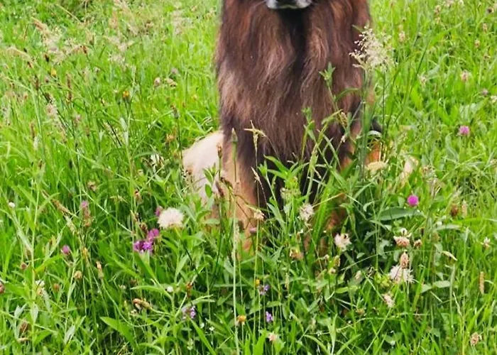 Pasiega La Reina Del Paraiso San Roque de Riomiera