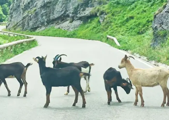Pasiega La Reina Del Paraiso San Roque de Ríomiera