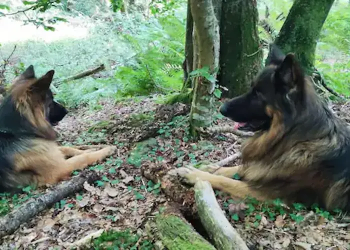Lantställe Pasiega La Reina Del Paraiso *