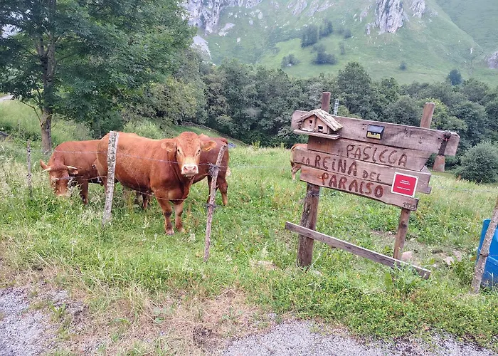 Pasiega La Reina Del Paraiso Lantställe *